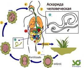 аскаридоз, попадание червей в организм человека