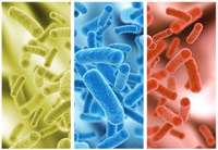 лактобациллы – палочковидные бактерии
