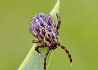 Опасность от клещей: 8 советов по отпугиванию и удалению насекомых