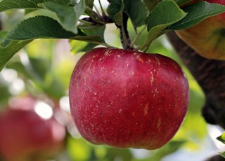 Пять веских причин съедать яблоко каждый день