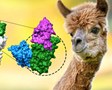 Ученые: Иммунные молекулы ламы защищают от широкого спектра вирусов